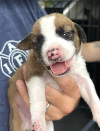 SAVANNAH'S LITTER: KALEKI