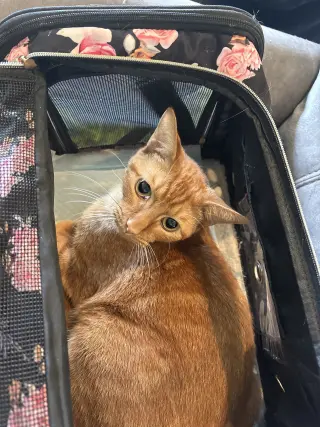 Buddy  ( sr)