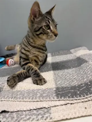 JELLYBEAN