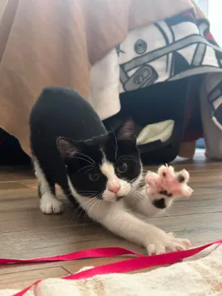 Tux