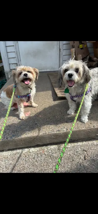 Rusty & Luna