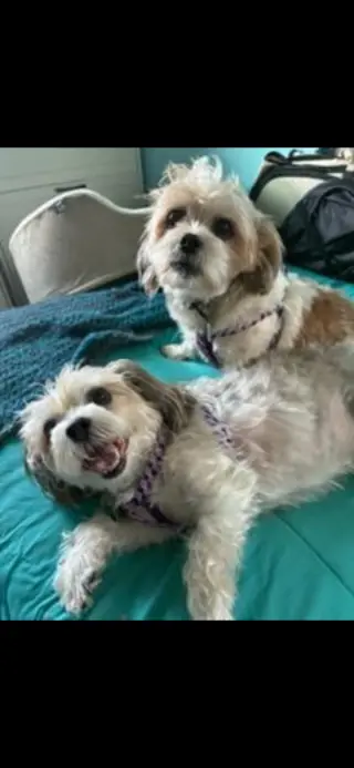 Rusty & Luna