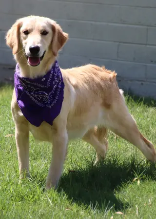 Lacey