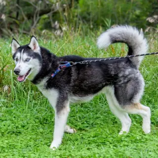 Zues