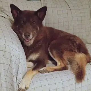 Atlas