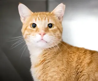 Travolta