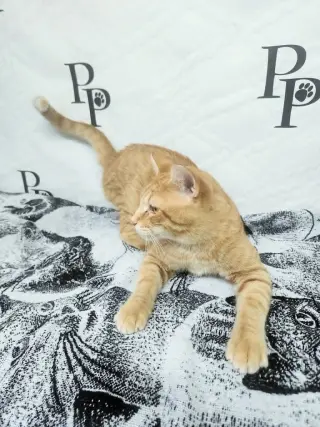 Travolta