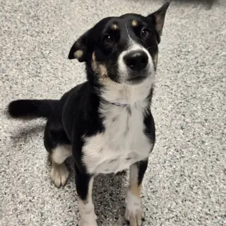 Macie