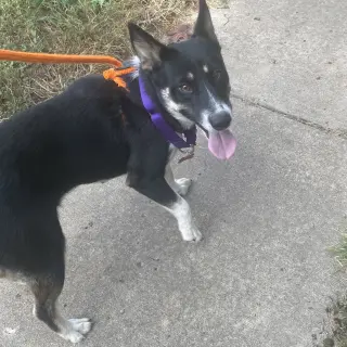 Macie