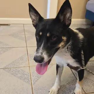 Macie