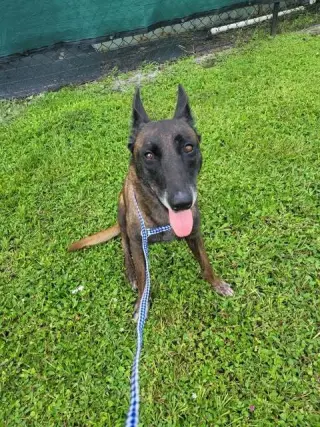 Country Queens - Dolly - Located in FL