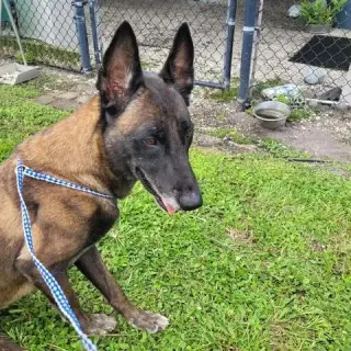 Country Queens - Dolly - Located in FL