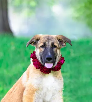 German Shepherd Mix Pups Girls
