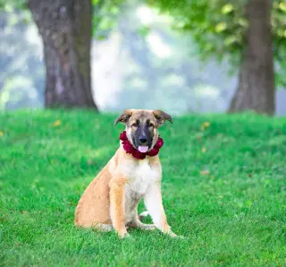 German Shepherd Mix Pups Girls