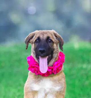 German Shepherd Mix Pups Girls