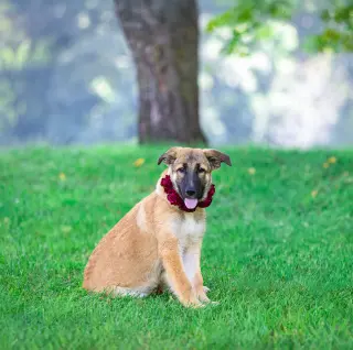 German Shepherd Mix Pups Girls