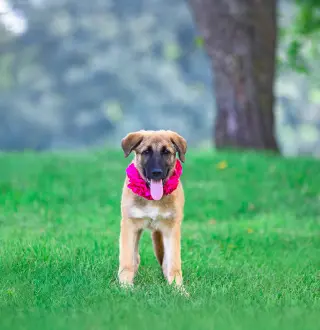 German Shepherd Mix Pups Girls