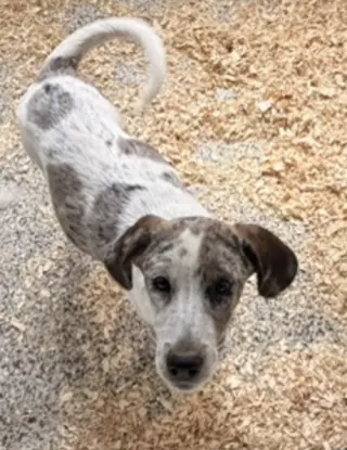 Heeler Mix Pups Boys