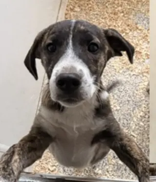 Heeler Mix Pups Boys
