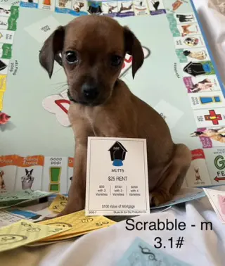 Scrabble