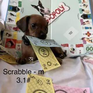 Scrabble