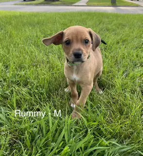 Rummy