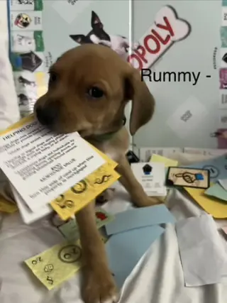 Rummy