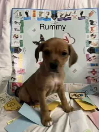 Rummy