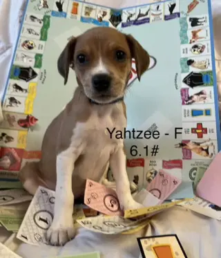 Yahtze