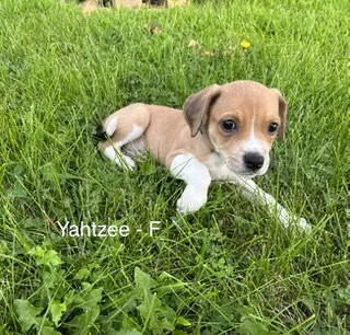Yahtze