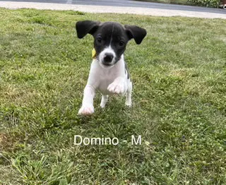 Domino