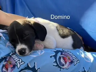 Domino