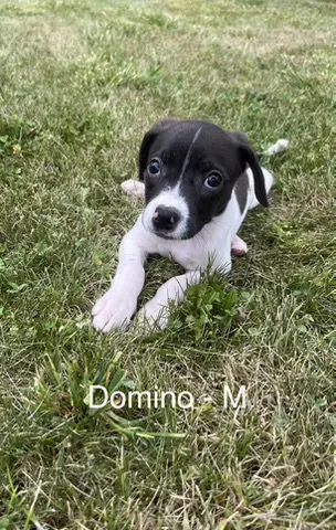 Domino