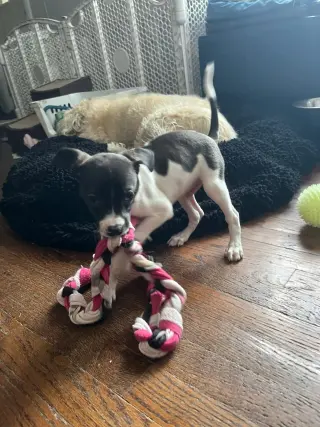 Domino