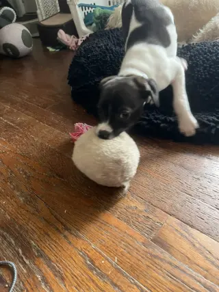 Domino