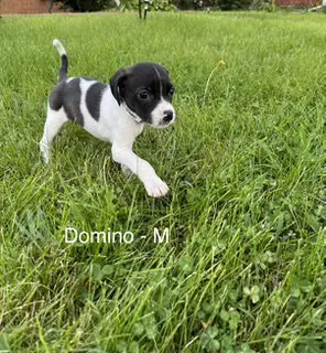 Domino