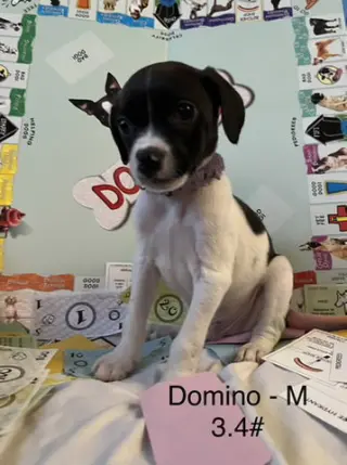 Domino