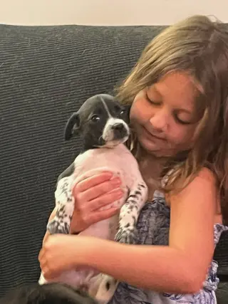 Domino
