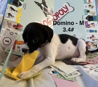 Domino