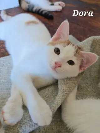 Dora