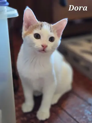 Dora