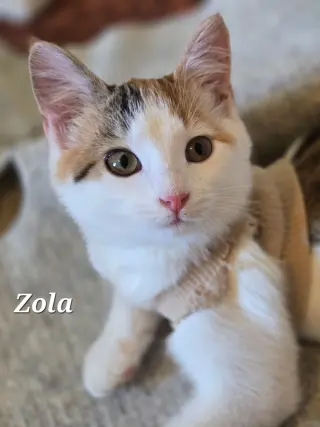Zola