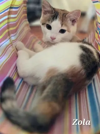 Zola