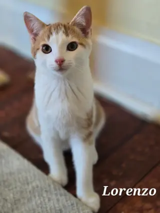 Lorenzo