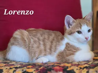 Lorenzo