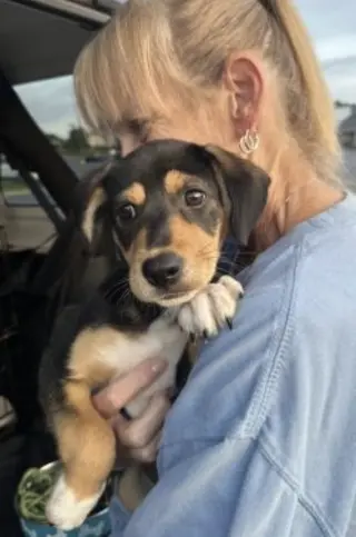 beagle mix pups