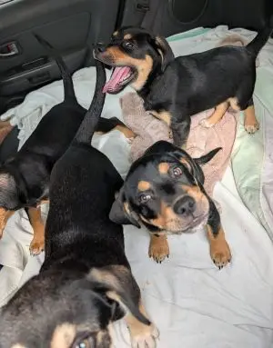beagle mix pups