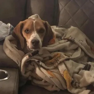 Bandit