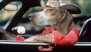 Bandit