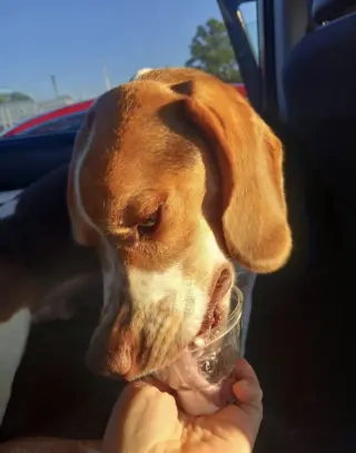 Bandit